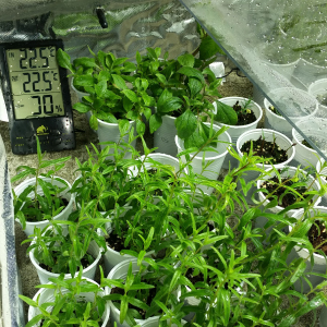 botanica Voxal Corporation Moggio Michele